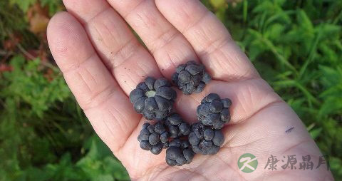 通贯掌的症状