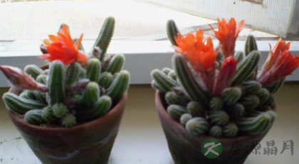 防电脑辐射效果最好的植物