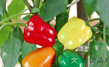 提醒!三种有效预防感冒的食物 提醒!三种有效预防感冒的食物