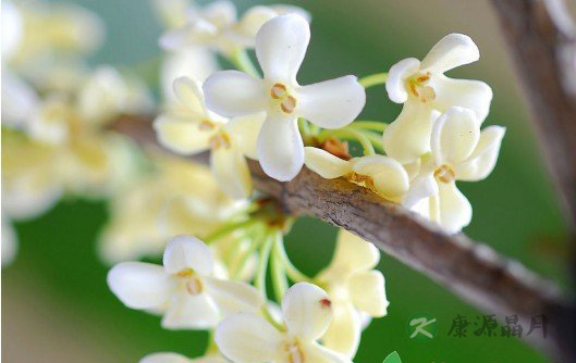 教你如何用十大鲜花来保健养生