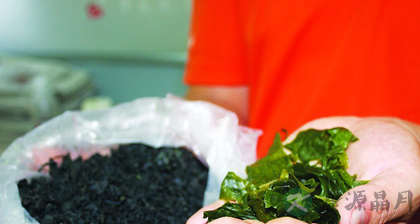 螺旋藻的作用与功效