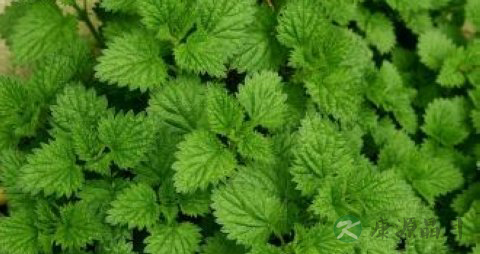 提醒!五种最容易伤胃的食物 提醒!五种最容易伤胃的食物