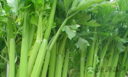 如何让牙齿变白 多吃这七种食物 如何让牙齿变白 多吃这七种食物