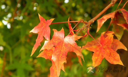 推荐可以缓解秋乏的小妙招 推荐可以缓解秋乏的小妙招