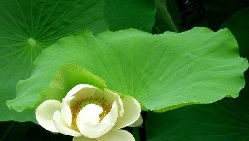 中医养生 五脏六腑如何排毒