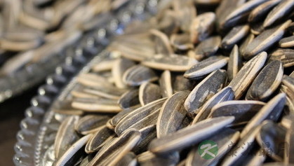 春节嗑瓜子会伴随哪些危害? 春节嗑瓜子会伴随哪些危害?