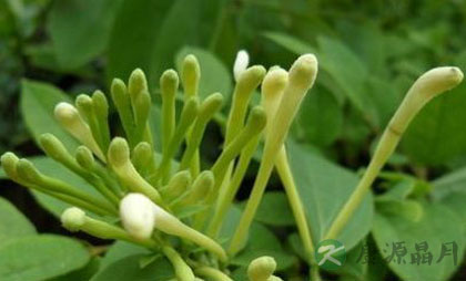 春季如何调养肝火旺盛