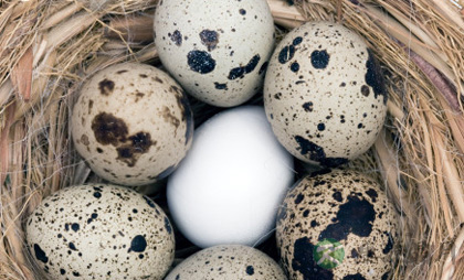 小编为你盘点七类健脾的食物