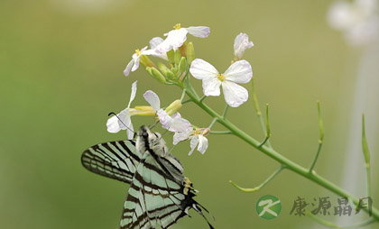 二月二 看各地有趣而健康的风俗 二月二 看各地有趣而健康的风俗