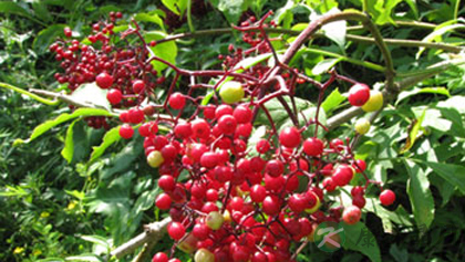 秋季提高免疫力的11个方法