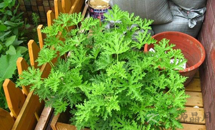 在家种什么花草能驱蚊虫