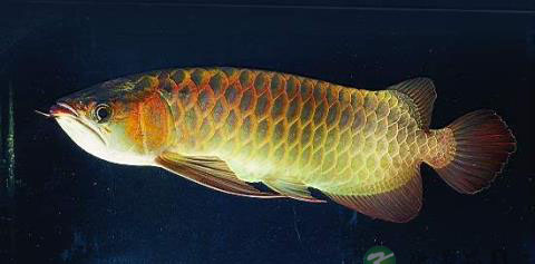 提醒 三类人不适宜吃太多鱼 提醒 三类人不适宜吃太多鱼