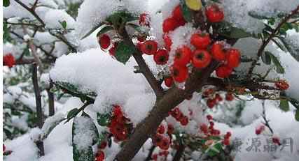 小雪节气 养生贴士