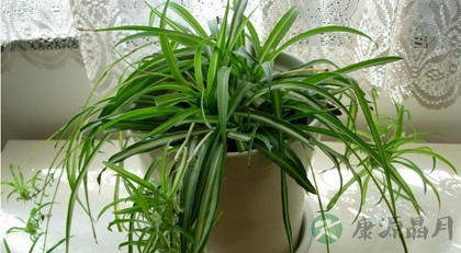 防电脑辐射效果最好的植物