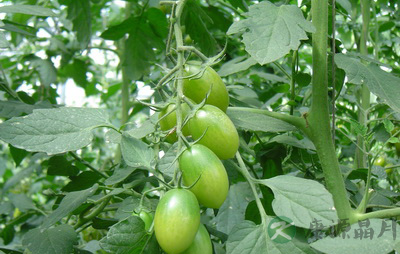 最常见的12种有毒蔬菜 当心中毒短命