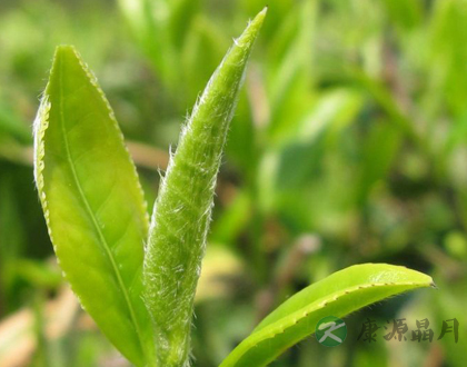 白茶保健养生功效多