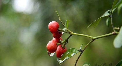 清明养生宜动不宜静