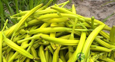 最常见的12种有毒蔬菜 当心中毒短命