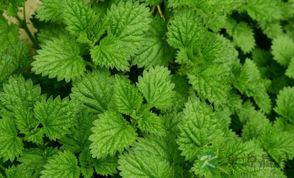 如何让牙齿变白 多吃这七种食物 如何让牙齿变白 多吃这七种食物