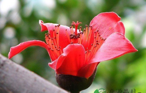 教你如何用十大鲜花来保健养生