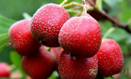 饭后12种食物有助消化