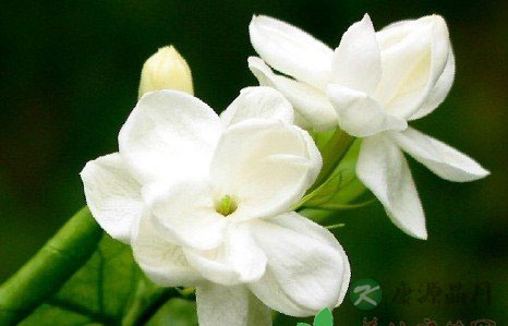 教你如何用十大鲜花来保健养生