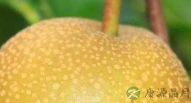 经常吃哪些食物有助于消化