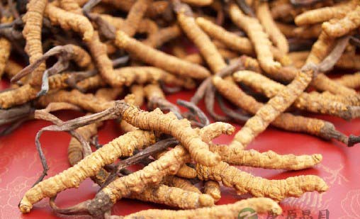 补品有哪些 盘点十大补品使用禁忌