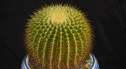 防电脑辐射效果最好的植物