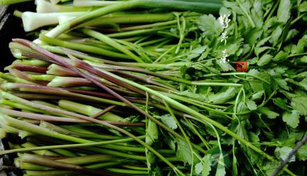 解疑:食用野菜中毒怎么办? 解疑:食用野菜中毒怎么办?