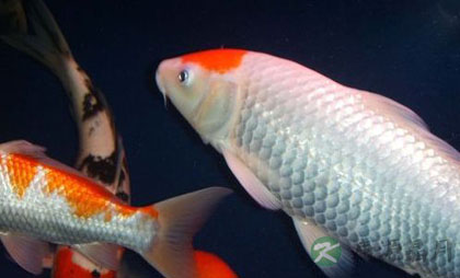 春季如何调养肝火旺盛