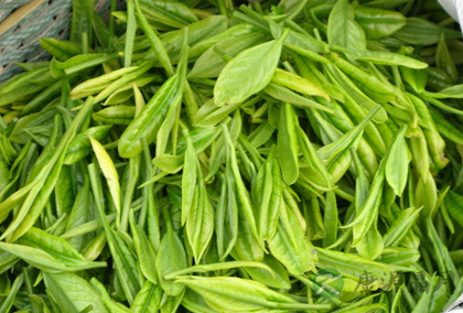 茶叶的九大保健功效