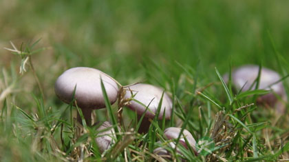 抗癌效果最好的八种蔬菜