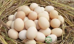 吃完鸡蛋以后不能随便再食用哪些食物