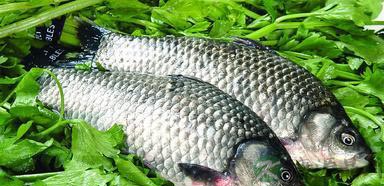 揭秘:四大健脾祛湿的食物及食谱 揭秘:四大健脾祛湿的食物及食谱