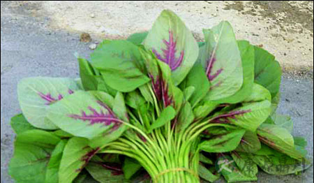 夏日湿气重 9秘方祛湿又健脾