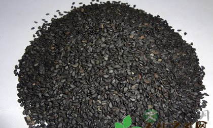 道家养肾法，会吃芝麻强人参百倍