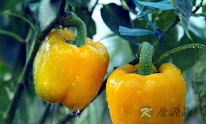 盘点什么食物富含维生素c