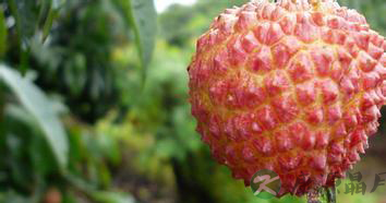 夏吃荔枝正当时 多吃小心荔枝病