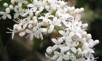 在家种什么花草能驱蚊虫