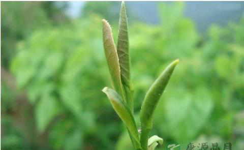 儿茶素的有关性质介绍