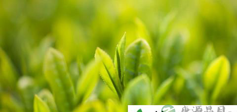 多喝绿茶能降脂减肥