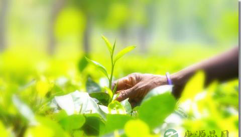 绿茶的保健养身作用介绍