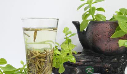 什么是白茶 白茶的保健功效