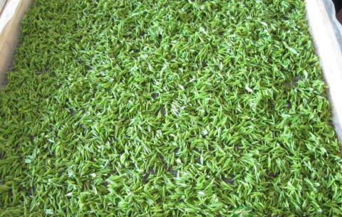 茶叶中的化学成分介绍