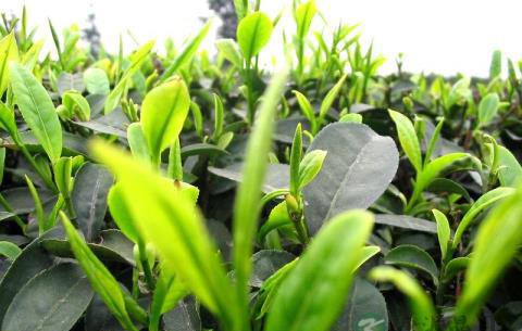 现代药理学对茶叶保健功能的功效及认识介绍