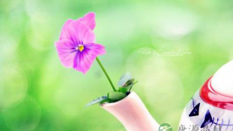 八佛皂蒲天冬茶具有清热解毒散结抗癌功效