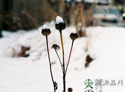 大雪节气的茶养生！