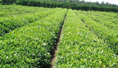 盘点绿茶八大功效与作用