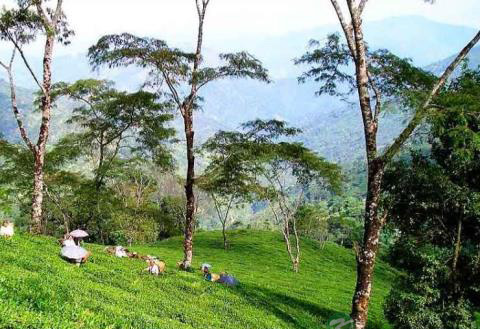 药茶的演变与偏方验方及与盛行解析